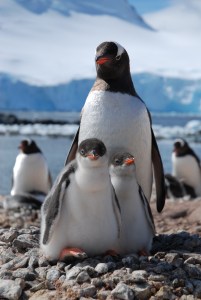 A Gentoo family pose for the camera. Photo © Ruth Peacey.