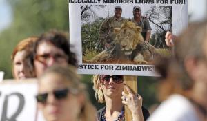 2015-07-zimbabwe-wildlife-lion-usa