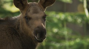 Is this the face only a mother can love? Little Moose calf, one of the stars of MOOSE: LIFE OF A TWIG EATER, circa August 2014, Jasper National Park Alberta, Canada. Photo: Twig Eaters Inc. 