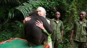 Dr Jane Goodall receives spontaneous goodby embrace from Wounda, formerly a baby orphaned chimp, now grown, healthy and released back into the wild. Photo courtesy of Tigress Productions.