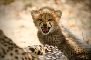 A baby Cheetah in the Hoedspruit Endangered Species Centre, Namibia. Photo: Anwar Mamon/Plimsoll Productions.