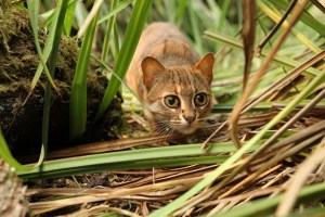 A Rusty Spotted cat doing what comes naturally, as seen in NATURE: THE STORY OF CATS on PBS. Photo: Ruth Campbell/©Plimsoll Productions.