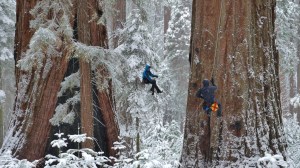 Researchers Wendy Baxter and Anthony Ambrose (center and lower right) measure a giant sequoia to gage its health and monitor the impact of climate change in NATURE: YOSEMITE. Photo courtesy Nimmida Pontecorvo/©THIRTEEN Productions LLC.