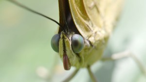 This butterfly in Tambopata, Peru, is ready for its close-up in NATURE: SEX, LIES AND BUTTERFLIES on PBS. Photo courtesy Mark Carroll/ ©THIRTEEN Productions LLC.