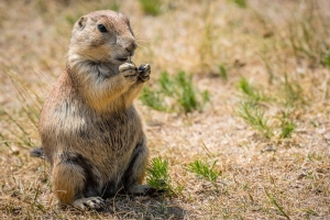 Prairie dogs, as seen in NATURE: A SQUIRREL'S GUIDE TO SUCCESS on PBS, live on North America’s prairies and open grasslands. Photo courtesy John DeWinter/Shutterstock.