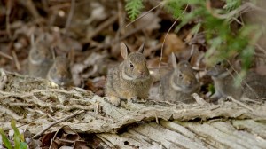 Two-week-old baby Cottontail rabbits in Port Rowan, Ontario, Canada. Photo © Remarkable Rabbits Inc.