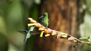 A Green-crowned Brilliant Hummingbird guards his turf as another hungry hummer interloper tries to take a sip of precious nectar. From NATURE: SUPER HUMMINGBIRDS. Photo courtesy Ann Johnson Prum/©THIRTEEN Productions LLC.