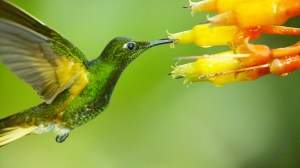 A Chestnut-breasted Coronet Hummingbird sips nectar from a flower in the Ecuadorian cloud forest. From NATURE: SUPER HUMMINGBIRDS on PBS. Photo courtesy Ann Johnson Prum/©THIRTEEN Productions LLC.