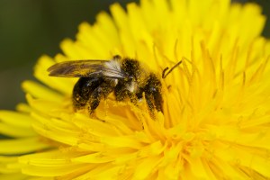 Gathering pollen from a dandelion, this Ashy Mining Bee is one of more than 60 species of wild bees found in Brit wildlife filmmaker Martin Dohrn's urban backyard garden. Photo ©Martin Dohrn.