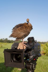 On set in Central Florida during the filming of MY LIFE AS A TURKEY for the PBS NATURE series.  Photo © David Allen.